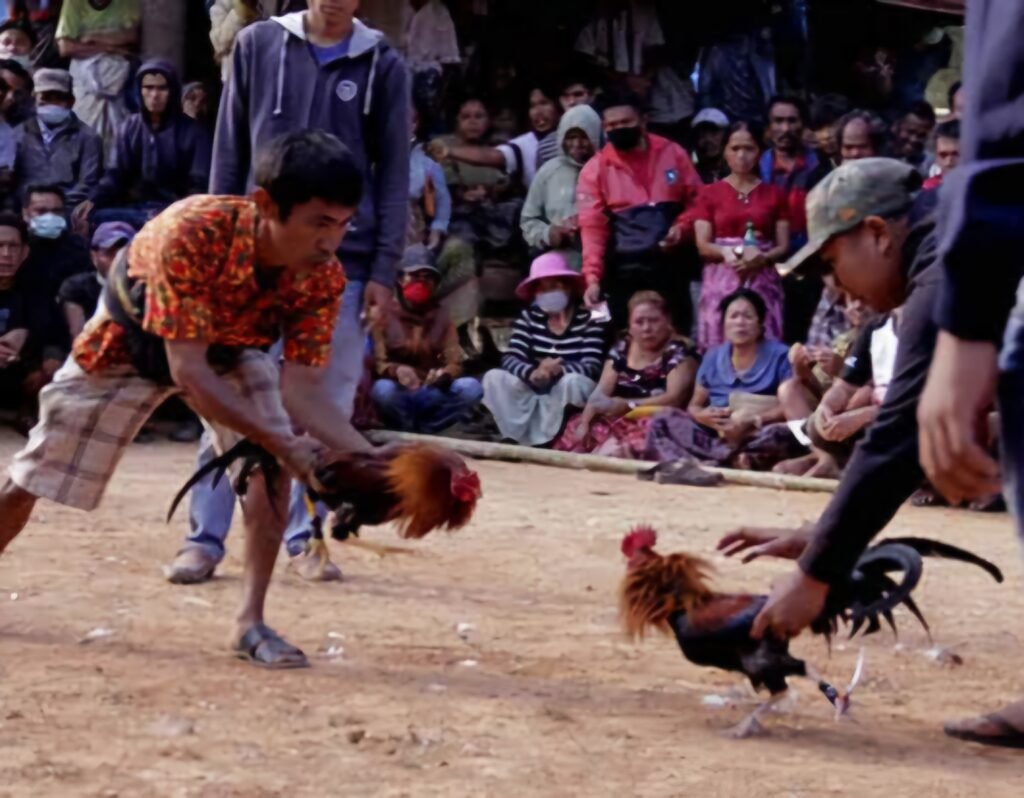 Pemicu Kasus Sabung Ayam Diduga Adanya Setor Menyetor?
