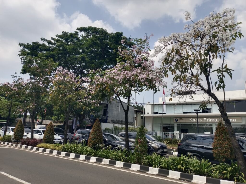 DLH Tangsel Tanam Pohon Tabebuya, Mulai Bermekaran Percantik Jalan Ciater Raya Serpong