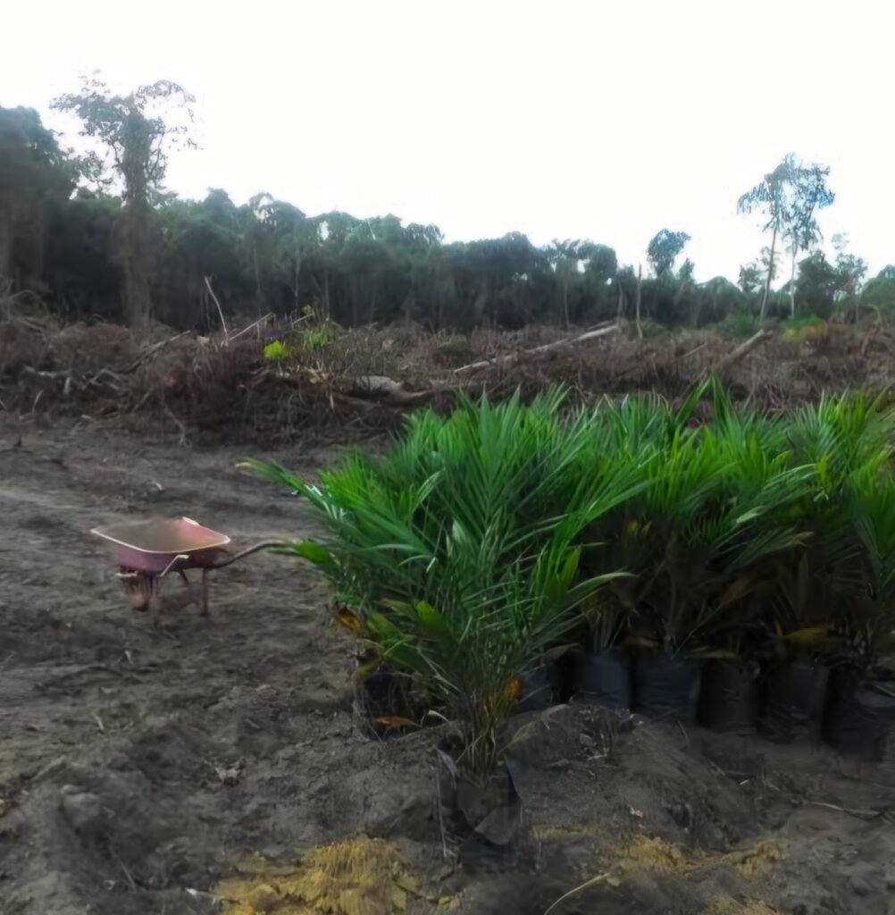 Setara Luas Wilayah Belanda, Indonesia Berhasil Rebut 4,1 Juta Hektare Perkebunan dan Tambang Ilegal