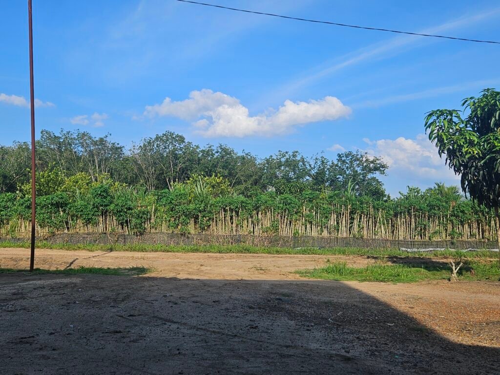 Hadapi Krisis Pangan Dunia, Indonesia Bakal Tingkatkan Produktivitas Lahan dan Indeks Pertanaman