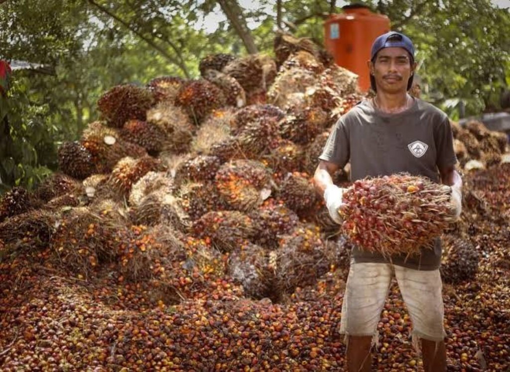 Cium Aroma Kartel, Satgas Pangan Polri Selidiki Penyebab Anjloknya Harga Sawit