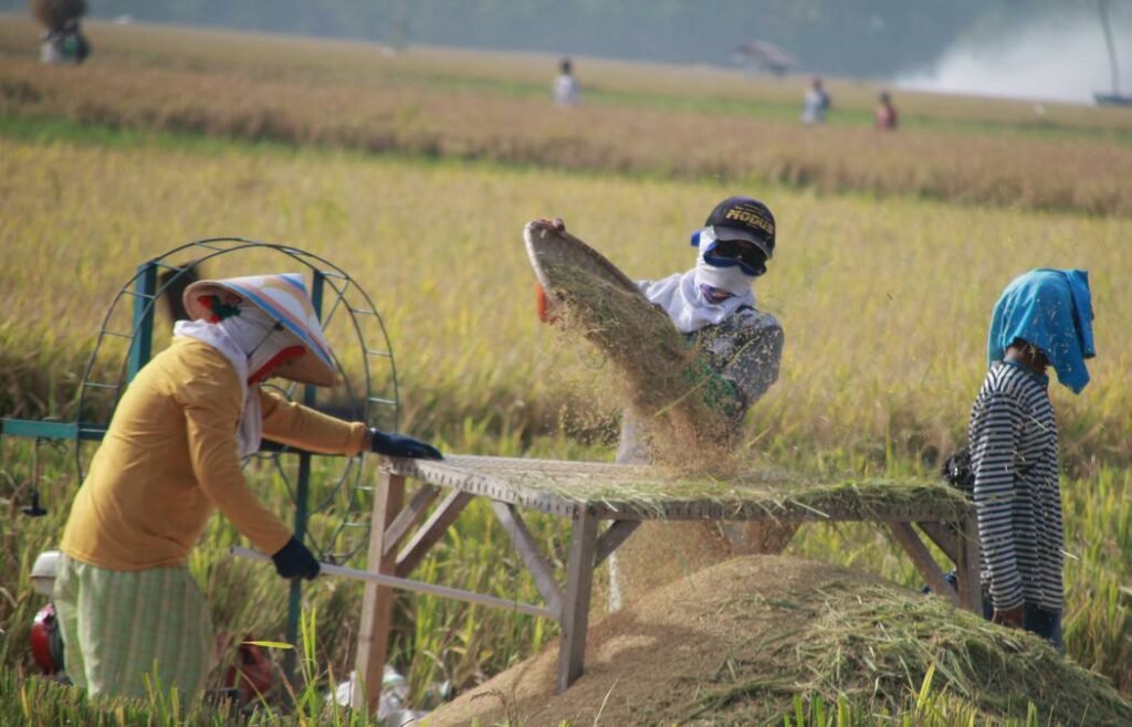 Lewat Kopdes Merah Putih Petani Bisa Rebut Keuntungan Rp313 T dari Tengkulak