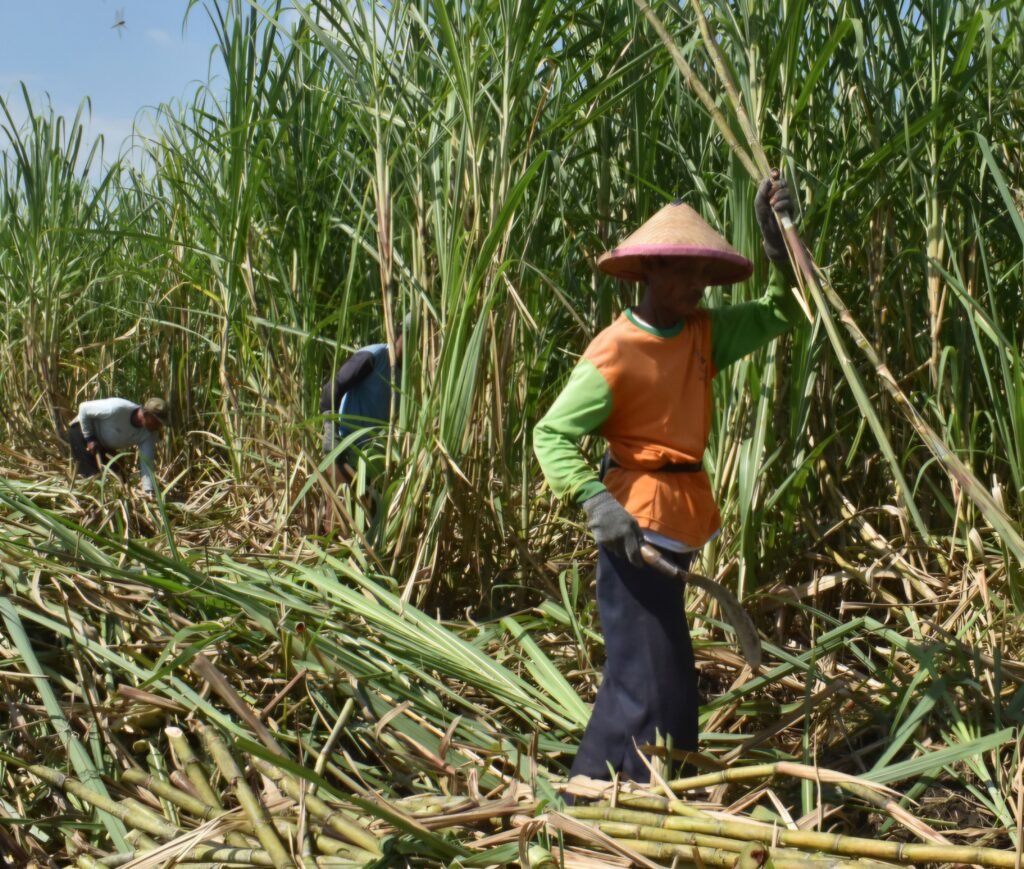 Tingkatkan Produksi Gula Nasional, menteri Amran Siap Percepat Peremajaan Tebu