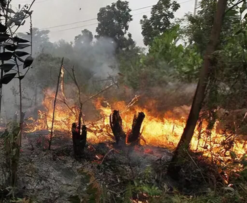 Korporasi yang Terbukti Terlibat Kebakaran Hutan Kalimantan Bakal Dicabut Izinnya!