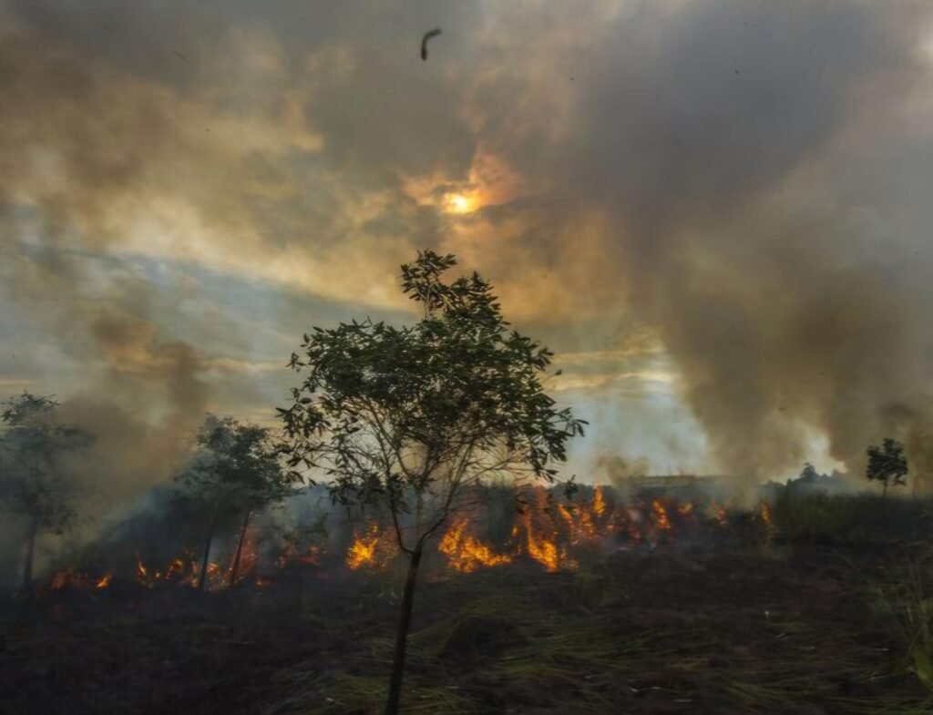Cara Tersangka Kasus Kebakaran Hutan Kalimantan-Sumatera: Sengaja Dibakar Biar Operasional Murah